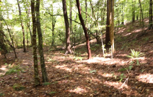 LAND IN LAUREL HILLS, Raleigh